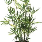 Φυτό σε γλάστρα Green pakoworld 43x34x67εκ