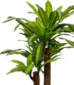 Διακοσμητικό φυτό Dracaena σε γλάστρα Inart πράσινο pp Υ110εκ - Image 2