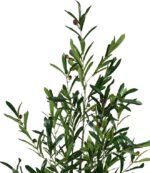Διακοσμητικό φυτό Olive tree σε γλάστρα Inart πράσινο pp Υ120εκ - Image 2