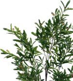 Διακοσμητικό φυτό Olive tree I σε γλάστρα Inart πράσινο pp Υ150εκ - Image 2