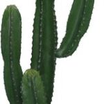 Διακοσμητικό φυτό Cactus I σε γλάστρα Inart πράσινο pp Υ155εκ