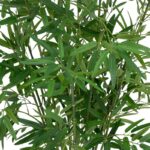 Φυτό σε γλάστρα Belica pakoworld Φ45x100εκ - Image 3