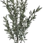 Διακοσμητικό φυτό Olive tree II σε γλάστρα Inart πράσινο pp Υ160εκ
