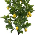 Διακοσμητικό φυτό Lemon tree σε γλάστρα Inart πράσινο pp Υ150εκ
