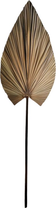 335-000014 Διακοσμητικό φύλλο Leafen pakoworld φυσικό palm leaf 150 εκ - Image 1