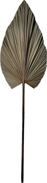 335-000015 Διακοσμητικό φύλλο Leafen I Inart φυσικό palm leaf 130εκ - Image 1