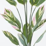 Διακοσμητικό φυτό σε γλάστρα Aglaonema Inart πράσινο Φ80x150εκ - Image 2
