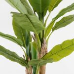 Διακοσμητικό φυτό σε γλάστρα Banana Tree Inart πράσινο Φ53x190εκ - Image 2