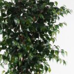 Διακοσμητικό φυτό σε γλάστρα Banyan Inart πράσινο Φ95x180εκ - Image 2