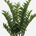 Διακοσμητικό φυτό σε γλάστρα Zamia Inart πράσινο Φ52x88εκ - Image 2